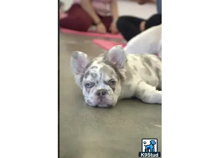 a french bulldog dog lying on the floor